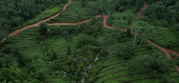 WWF-Malaysia achieves ecosystem restoration certification for Mount Wullersdorf initiative 
