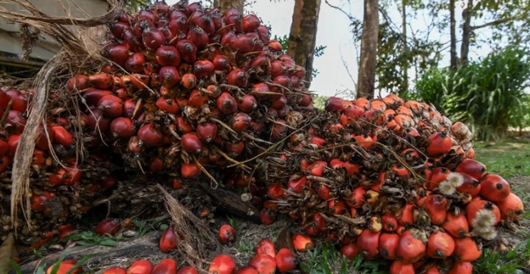Johari: Malaysian palm oil on track for 'low-risk' classification 
